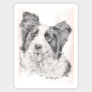 Border Collie Sticker